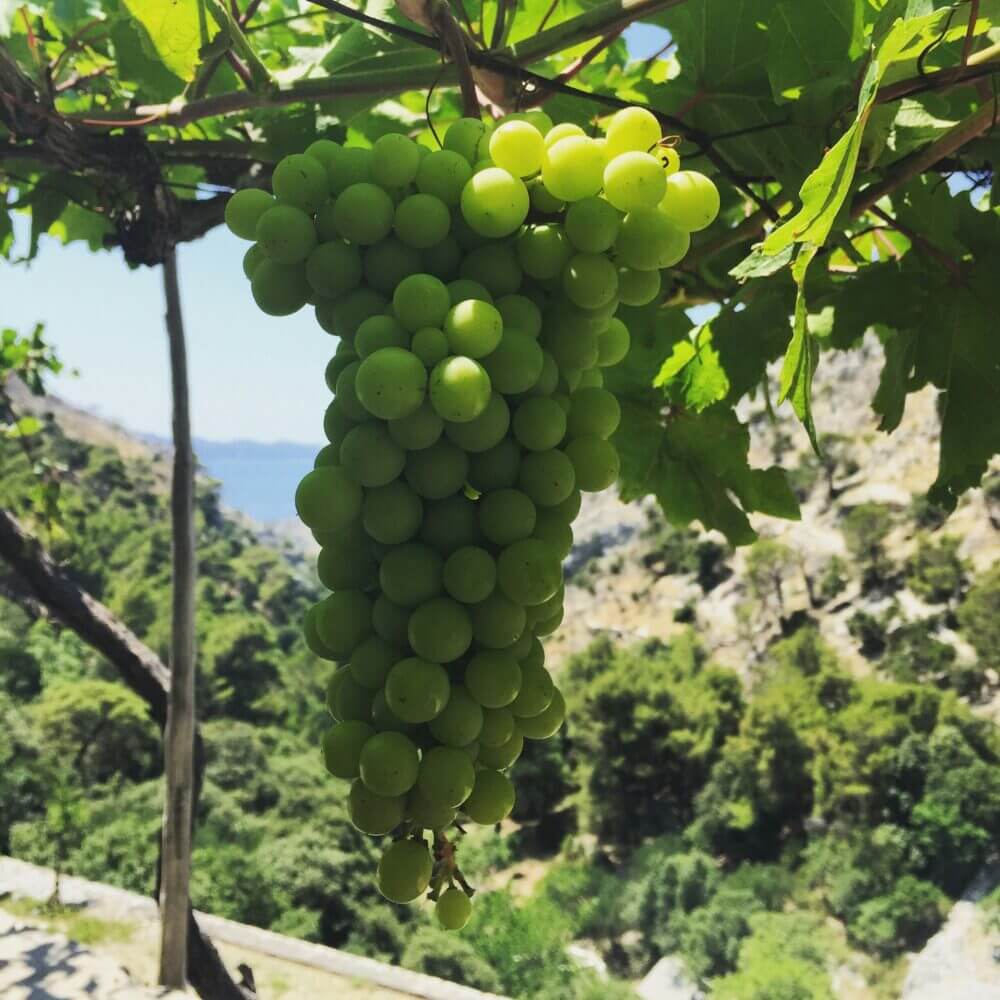 Grape