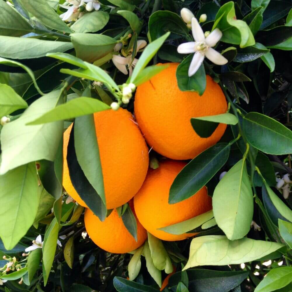Oranges