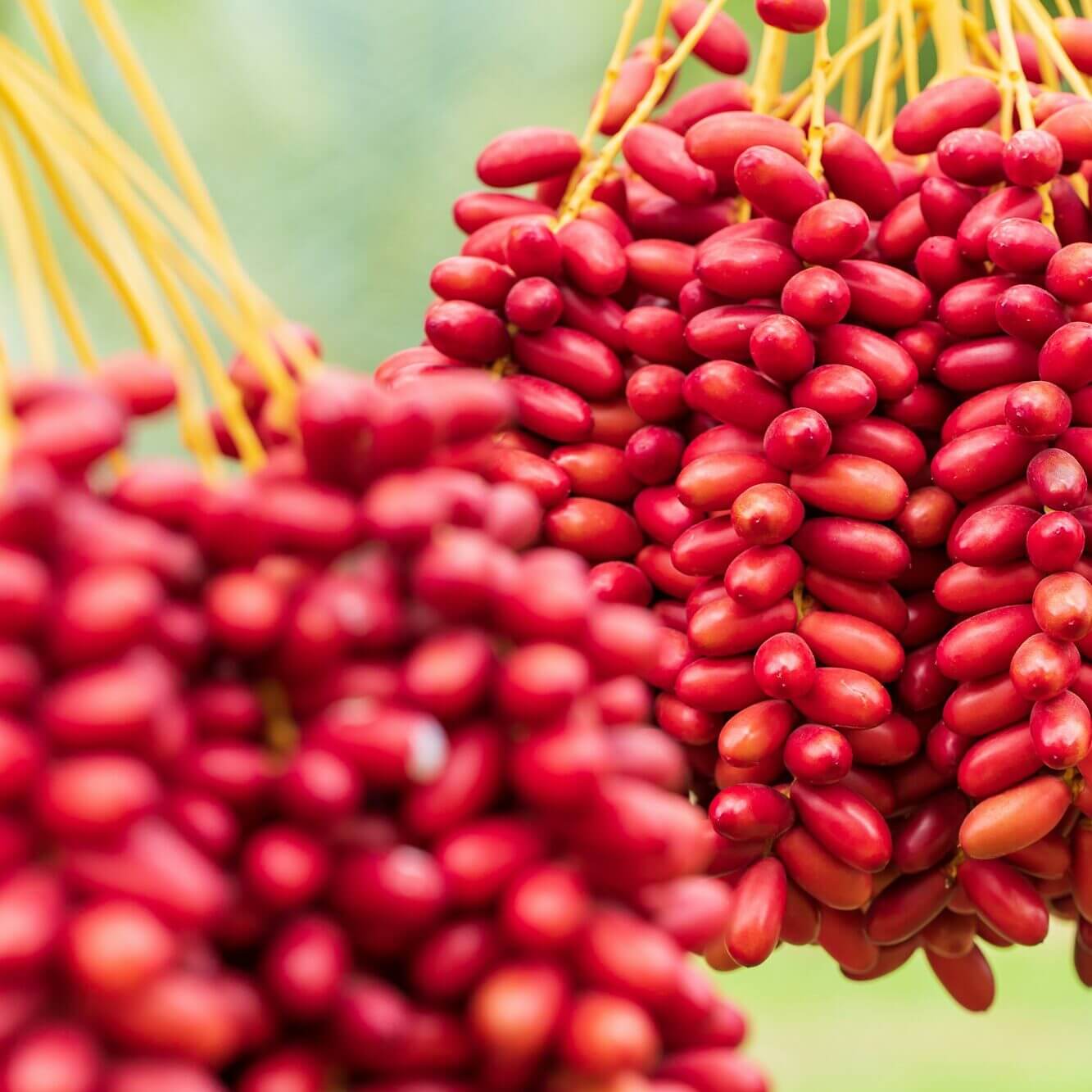 Red Dates