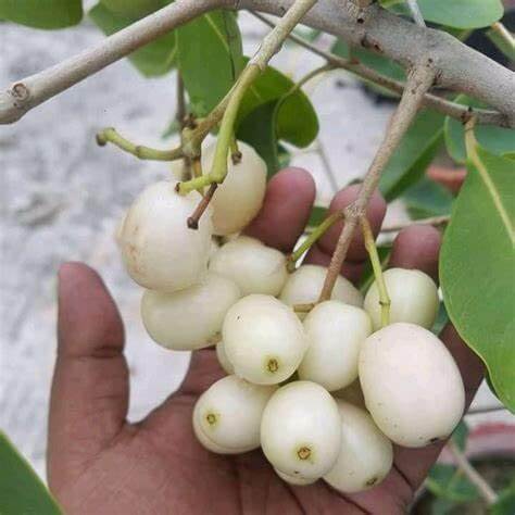 White Jamun