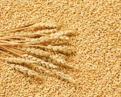 Wheat