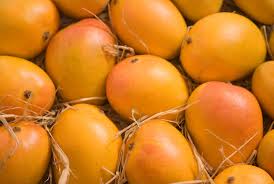 Alphonso Mango