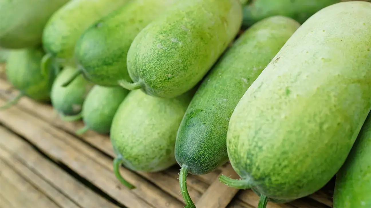 Ash Gourd