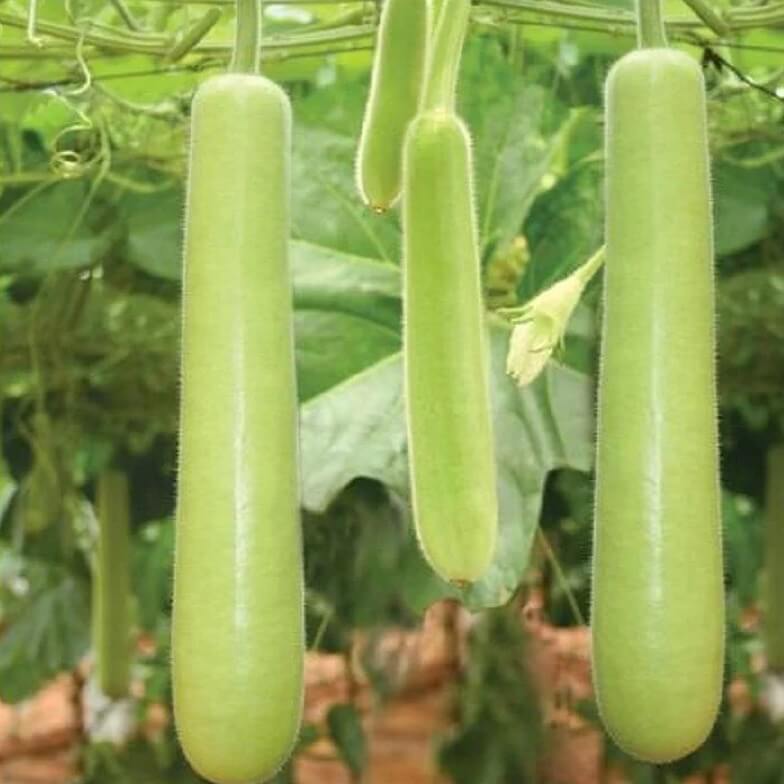 Bottle Gourd