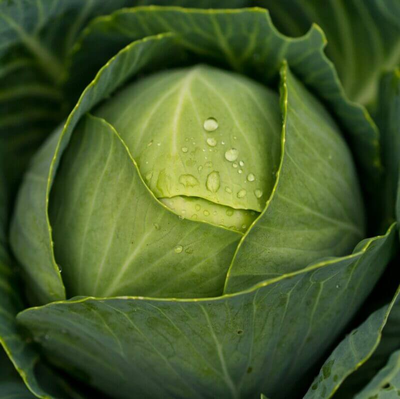 Cabbage