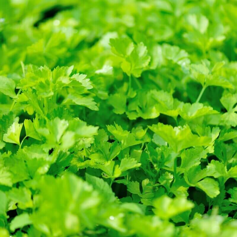 Celery