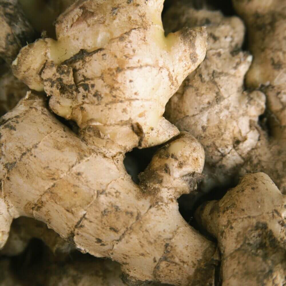 Ginger