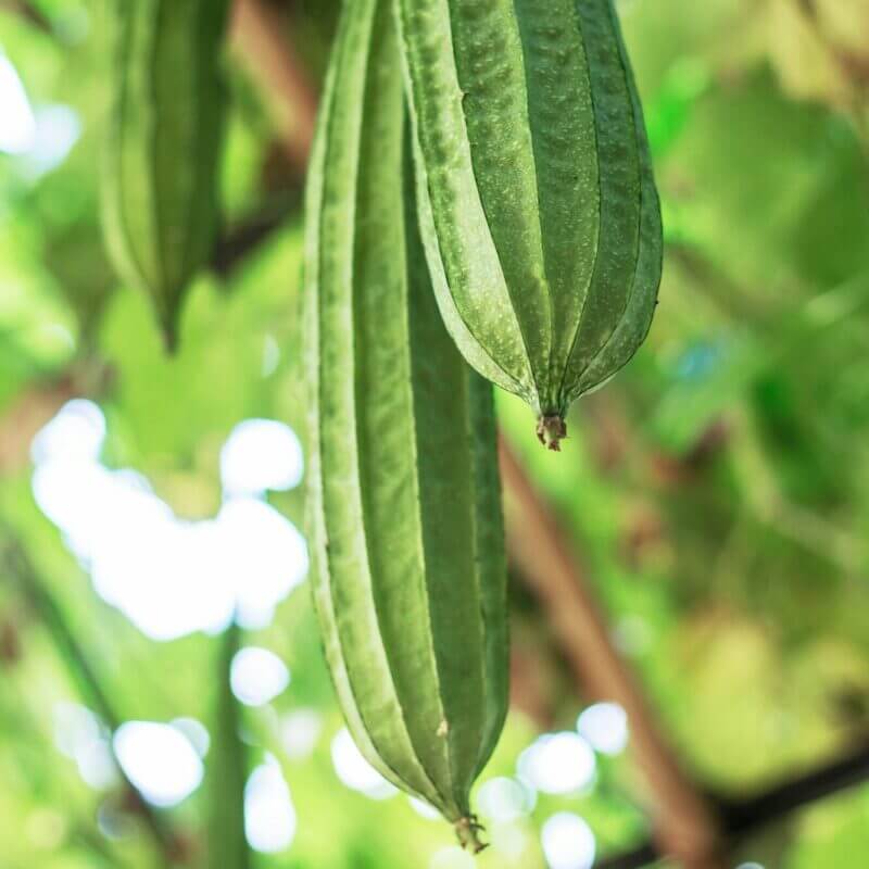 Ridge Gourd