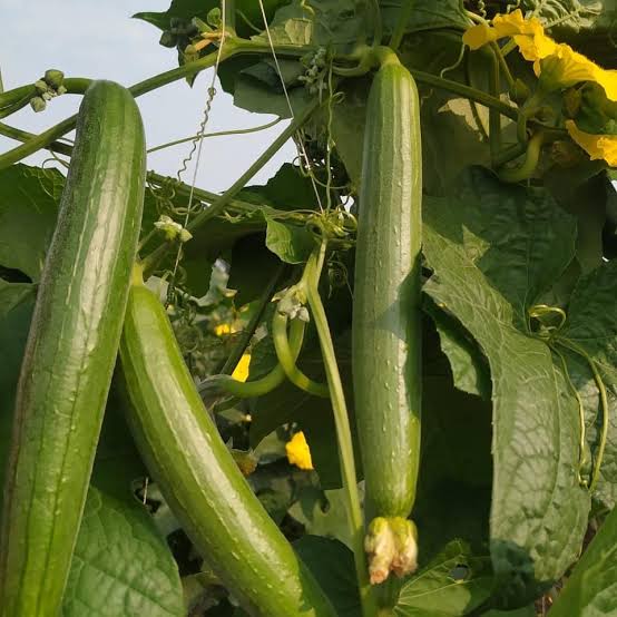 Sponge Gourd